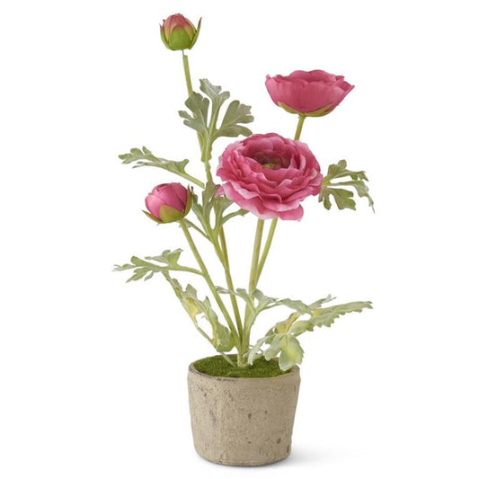 Pink Ranunculus in Clay Pot