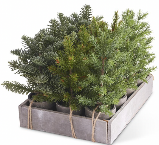 Potted Short Pine