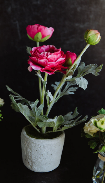 Pink Ranunculus in Clay Pot