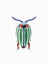 Rainbow Leaf Beetle