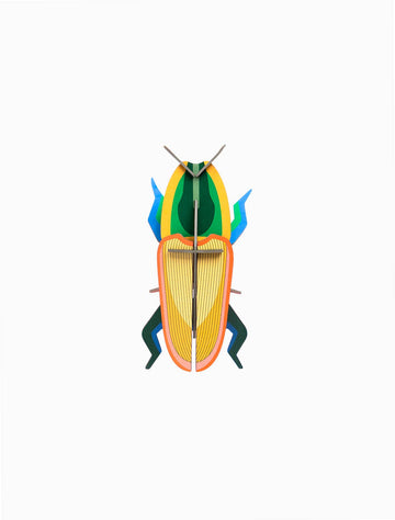 Madagascar Beetle